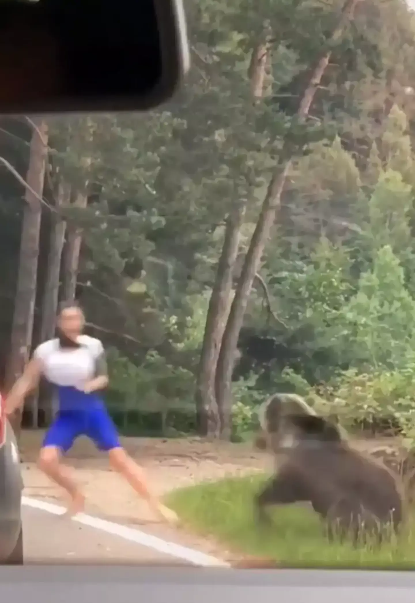 A wild bear was seen lunging at a tourist trying to take photos with it in Romania.  TikTok/@alessandrobacaoanu