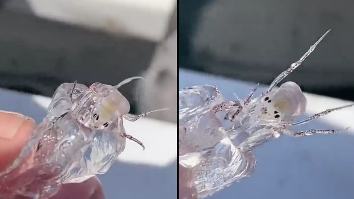 Fishermen catch see-through 'alien' sea creature