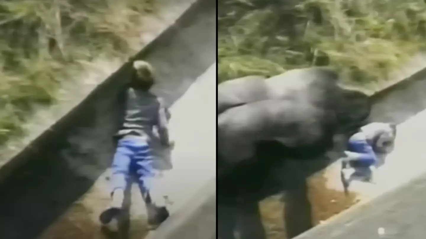 Man who was protected by silverback gorilla when he was five-years-old says incident has shaped his life