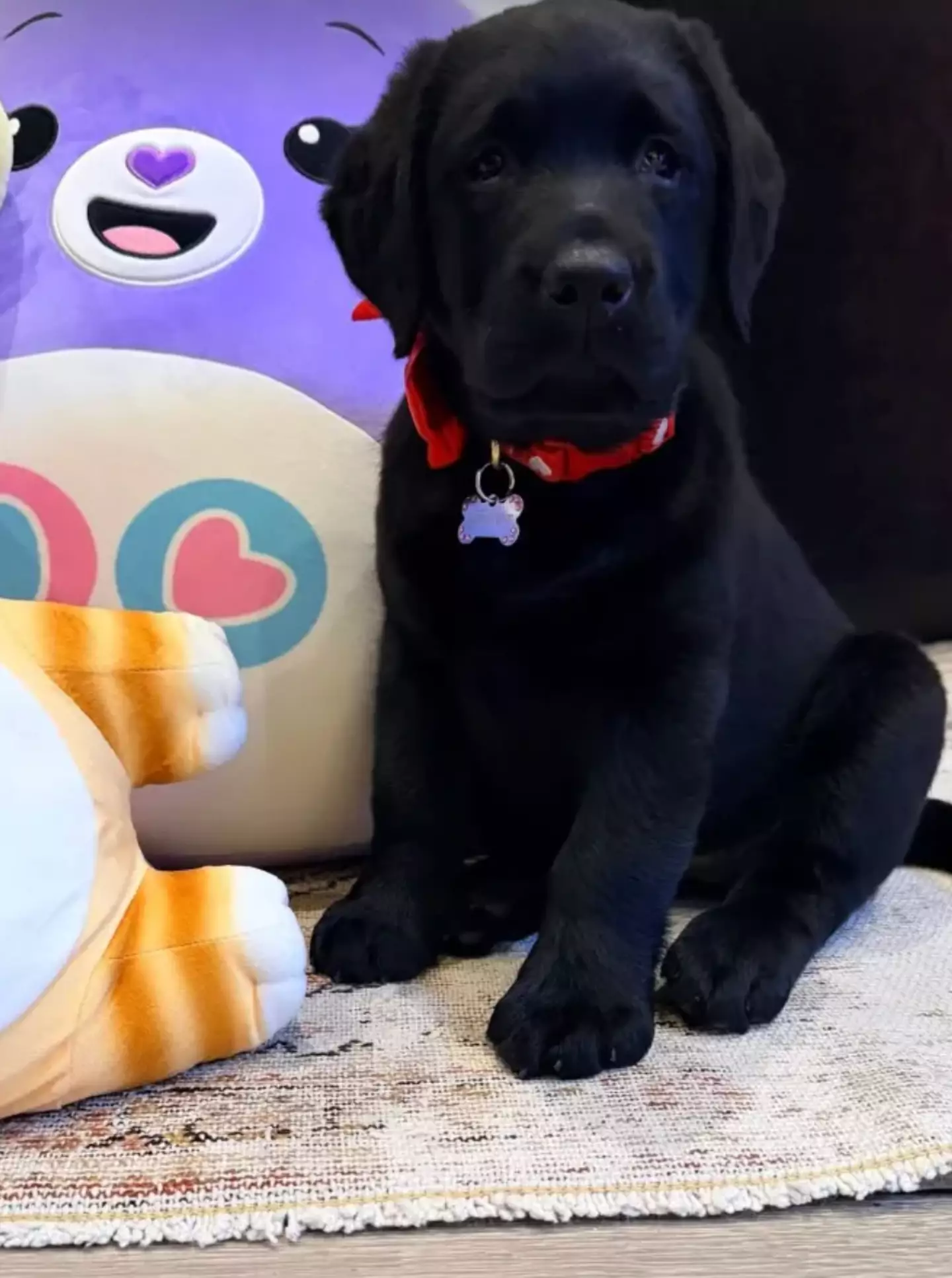 Khloé showed off her new puppy, Peppermint (Instagram/Khloé Kardashian)