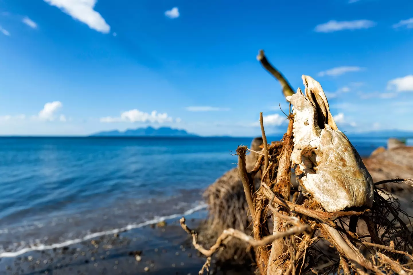 Locals are convinced that they've witnessed the species up close (Getty Stock Images)