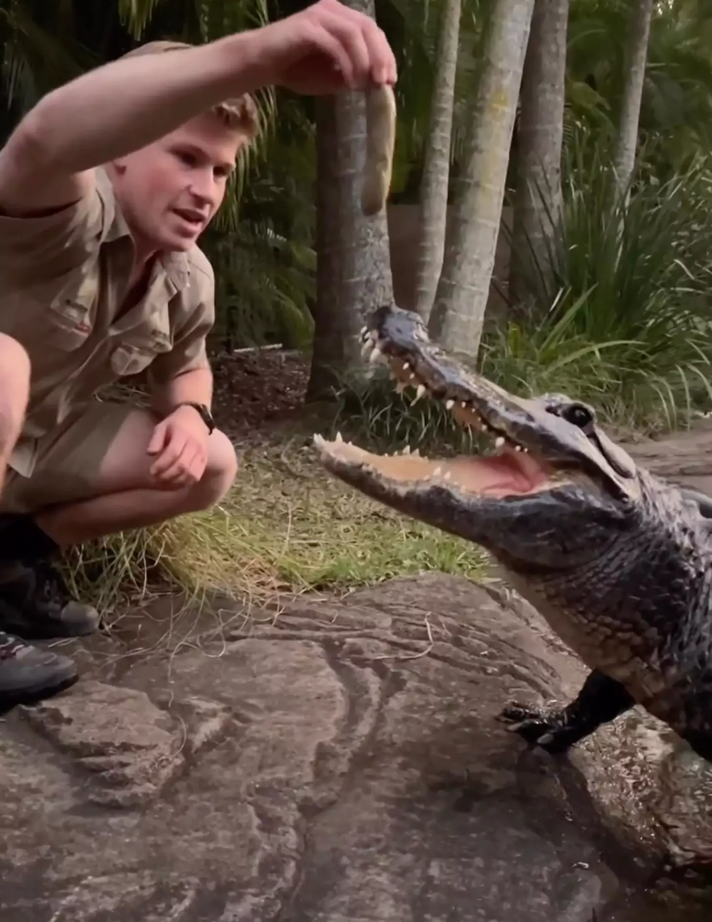 Robert Irwin hopped into the animal enclosure to feed the gators.