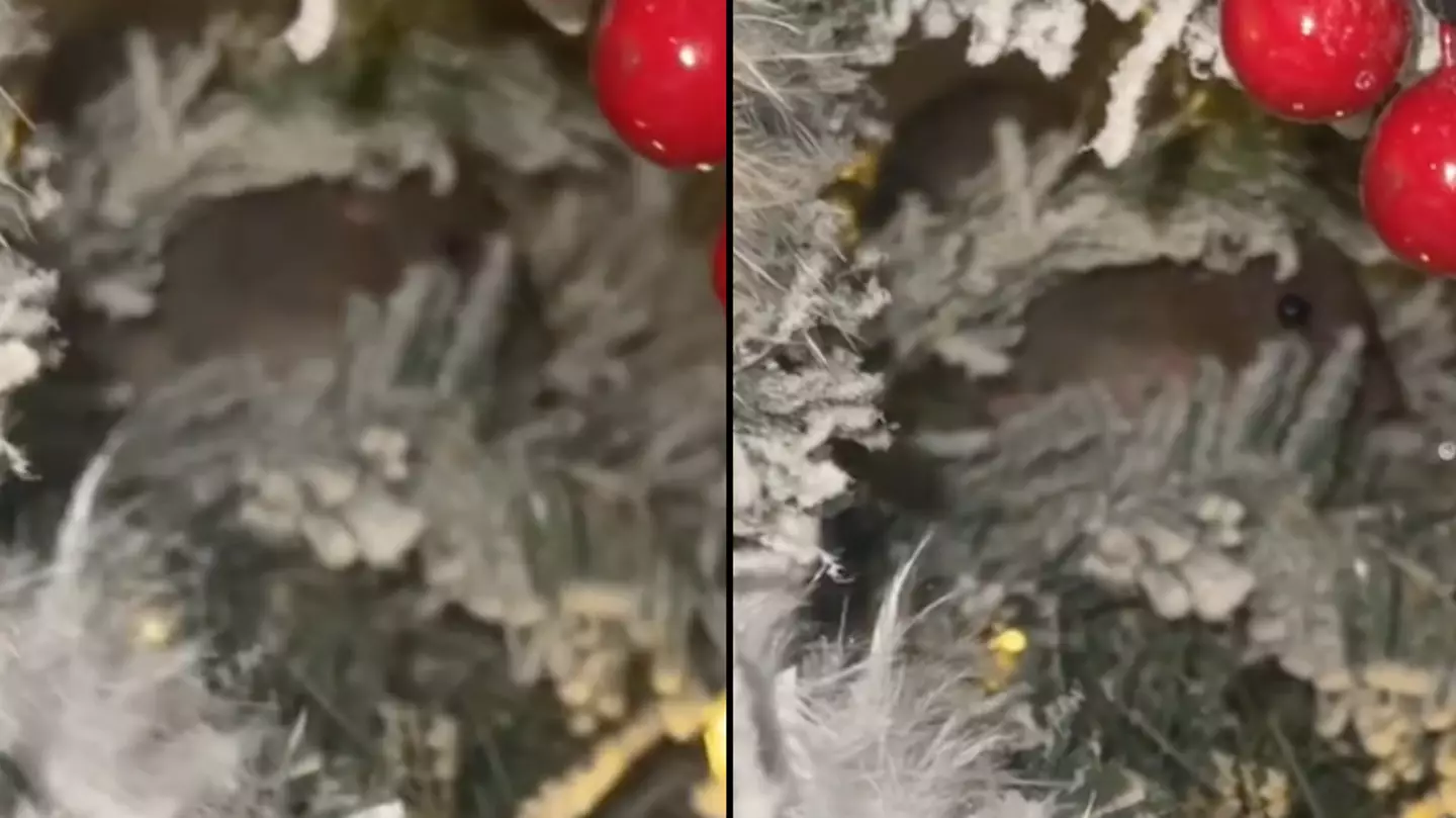 Mum finds mouse in artificial Christmas tree