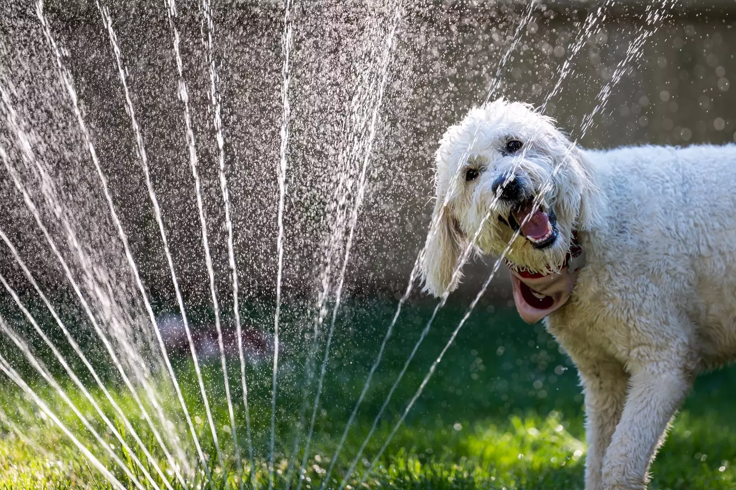 Sprinklers can keep dogs cool and entertained. (Getty Stock Images)