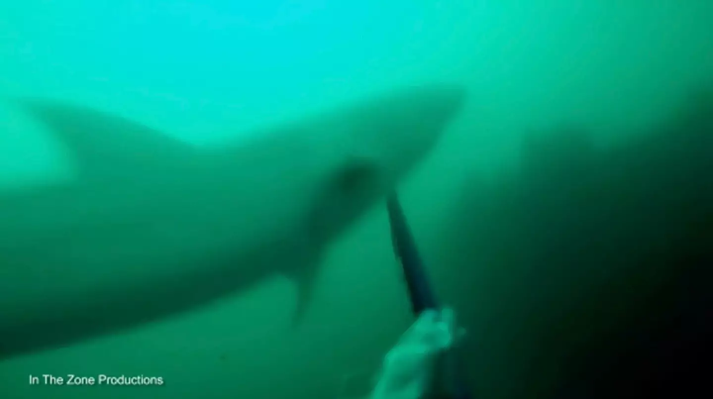 The great white shark decided to get himself involved with a diver.