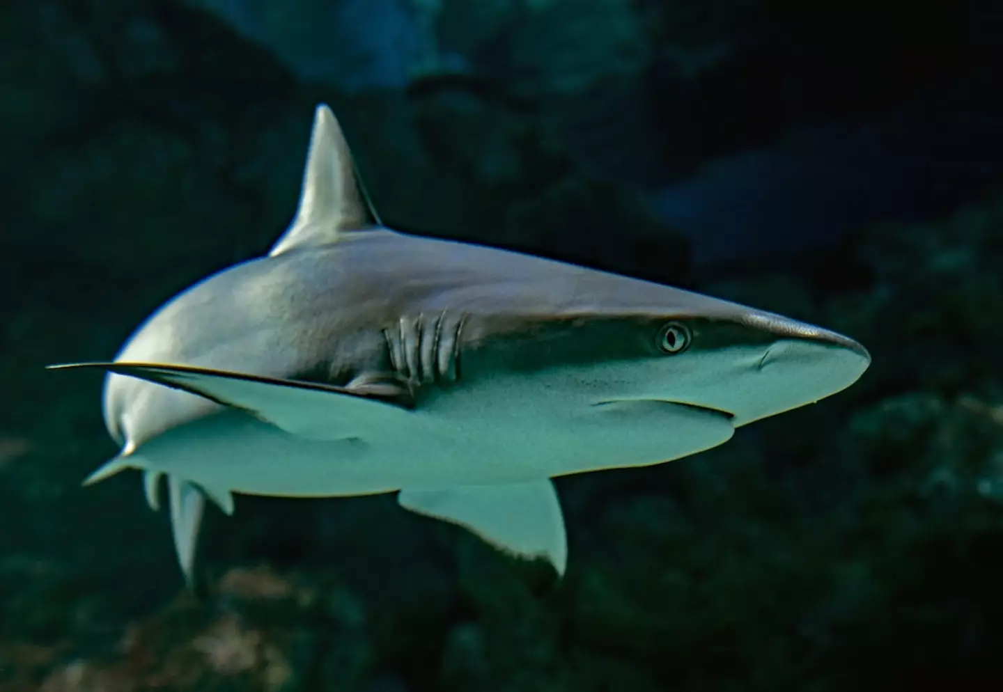 Shark attacks in British waters are extremely rare.