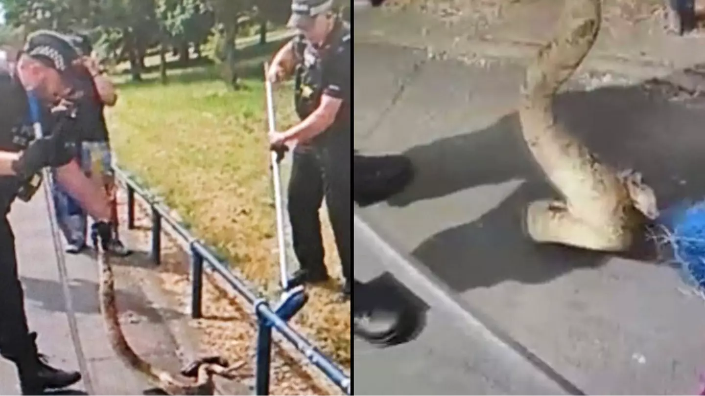 Police rescue massive boa constrictor next to UK park as they search for reptile's owner