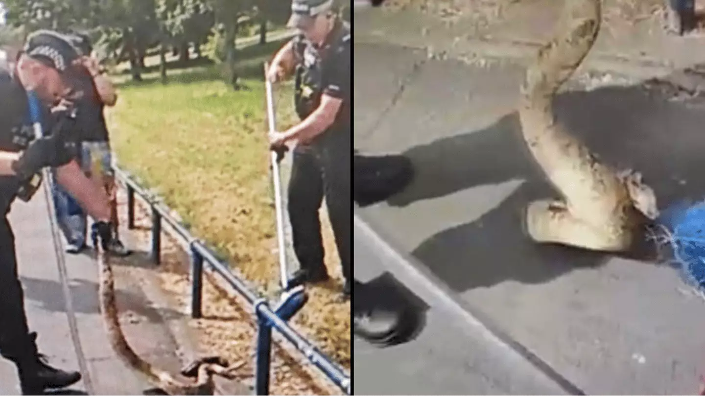 Constrictor Respect Thread Police rescue massive boa constrictor next to UK park as they search ...