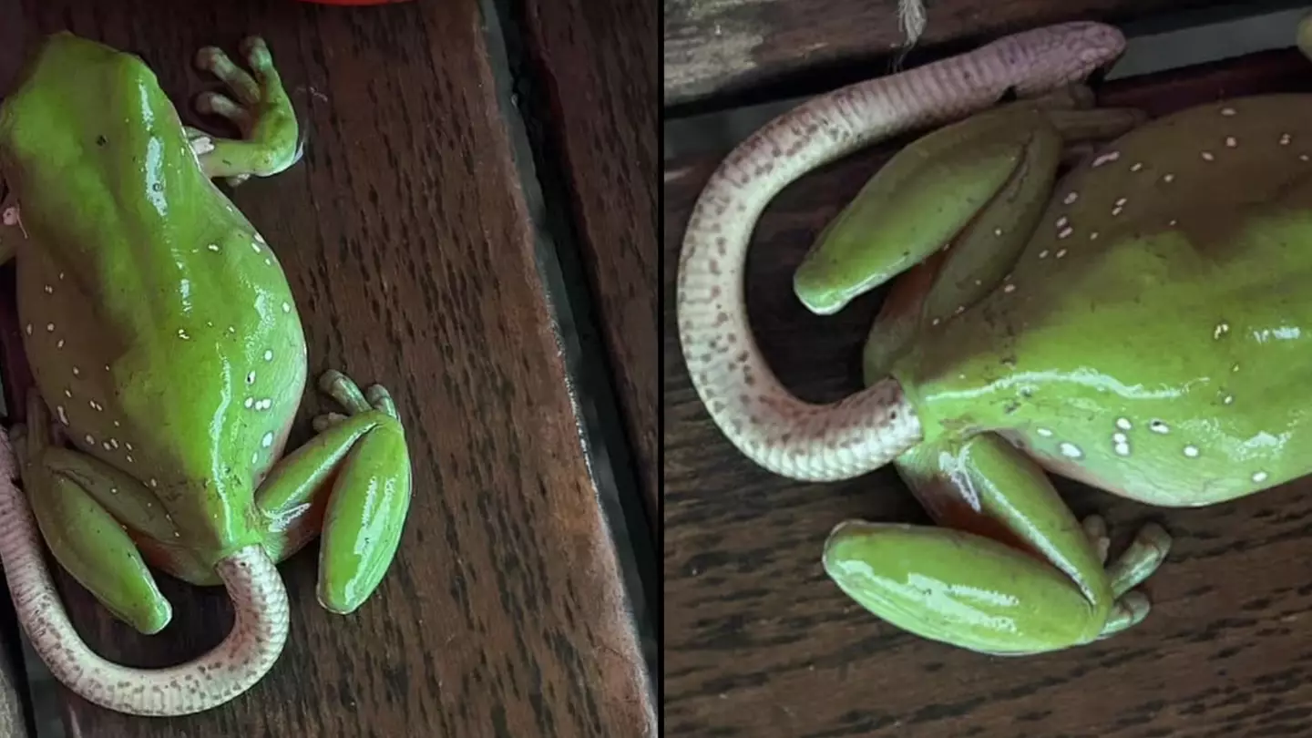 Internet left completely baffled by snake coming out of frog's backside