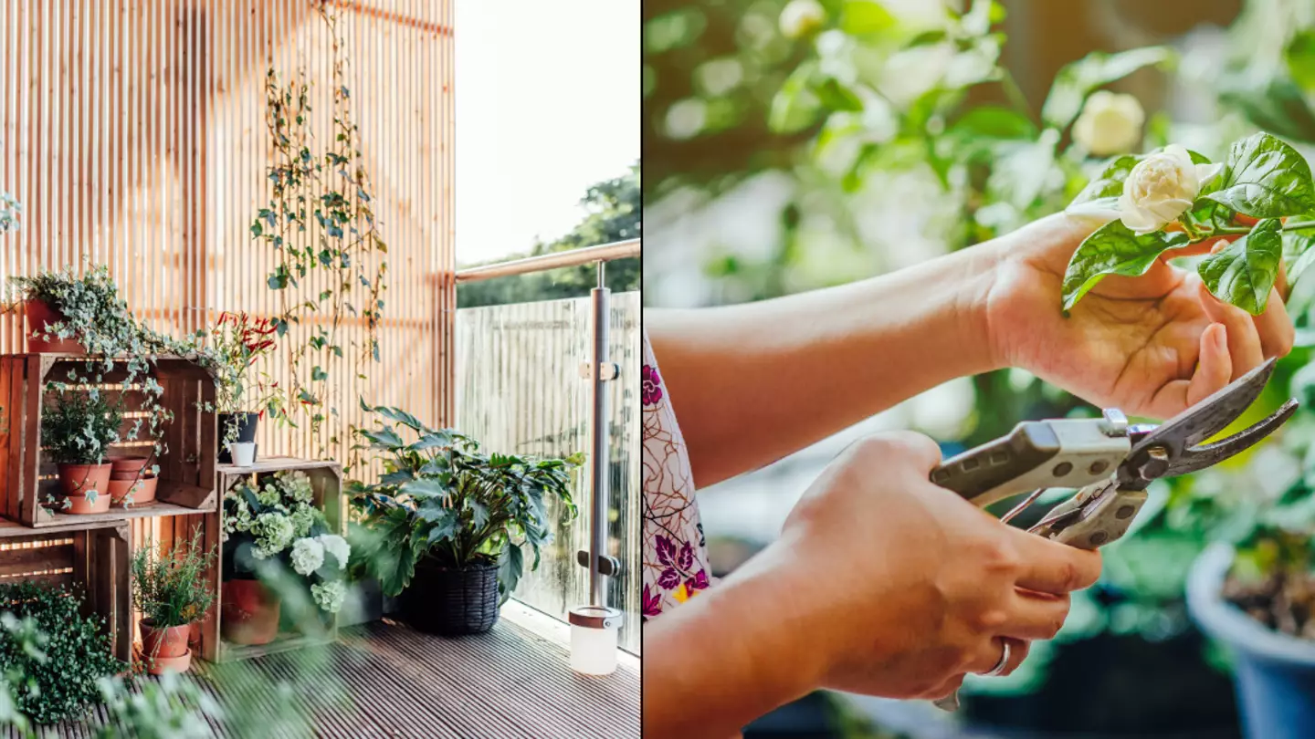 People stunned to learn plants 'scream' when you cut them