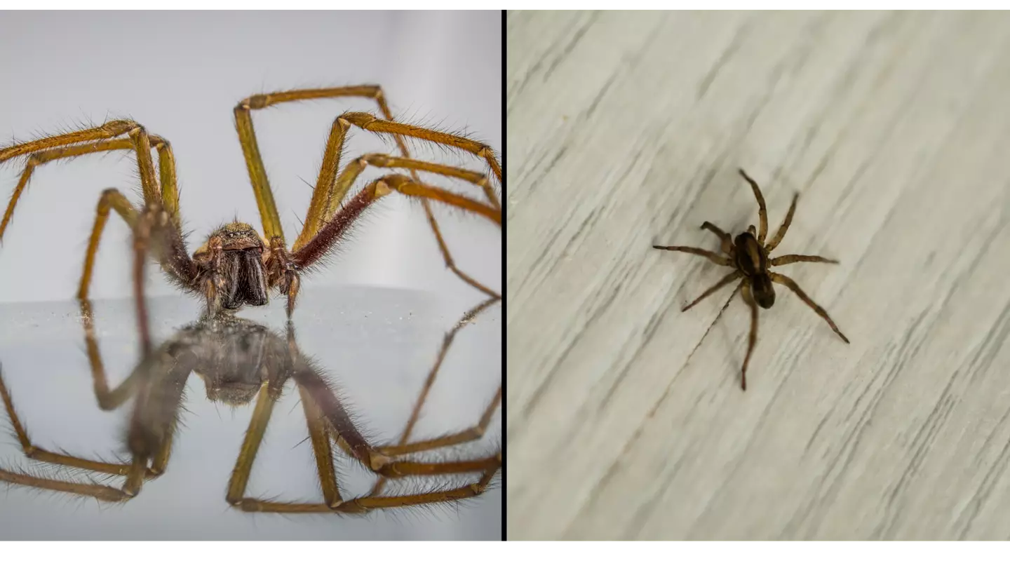 How to deal with sex-crazed spiders that will raid UK homes this month