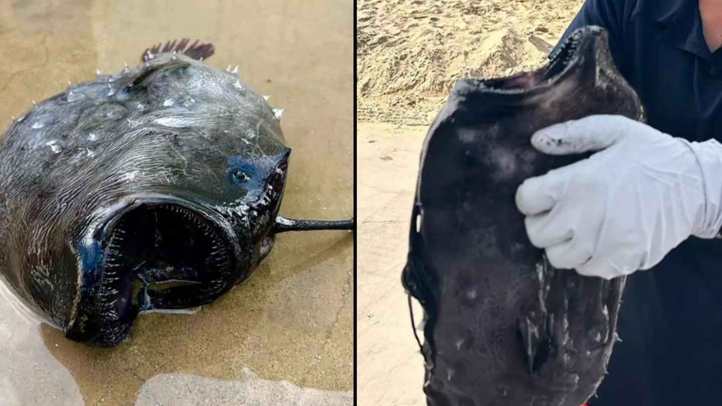 Deep sea 'monster' that can turn its counterparts into 'parasitic slaves' found washed up on shore