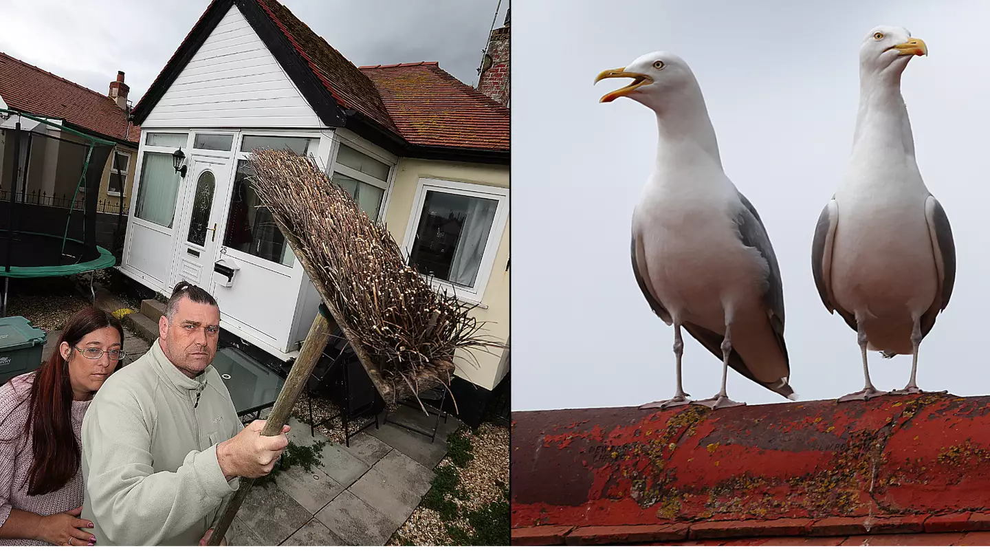Family Worried For Their Safety After Becoming The Target Of Seagulls