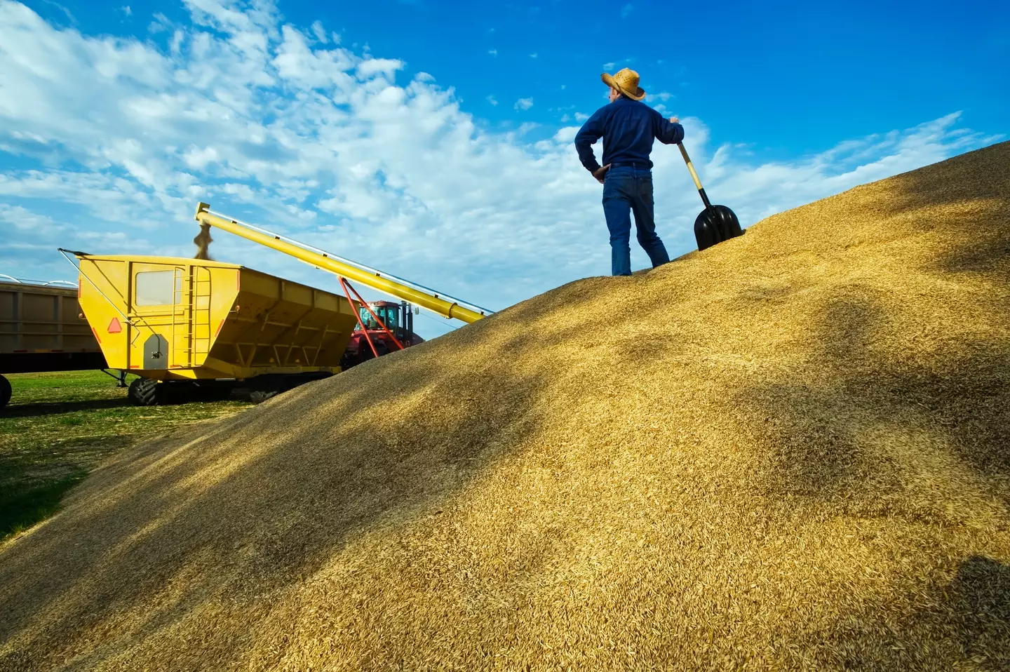 Beware the grain (Dave Reede/Design Pics Editorial/Universal Images Group via Getty Images)