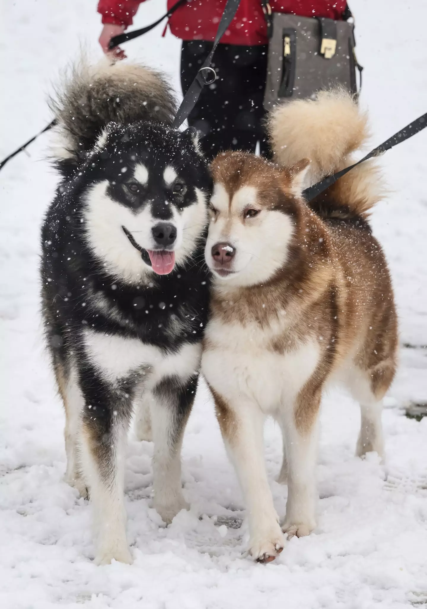 Not all dogs hate snow.