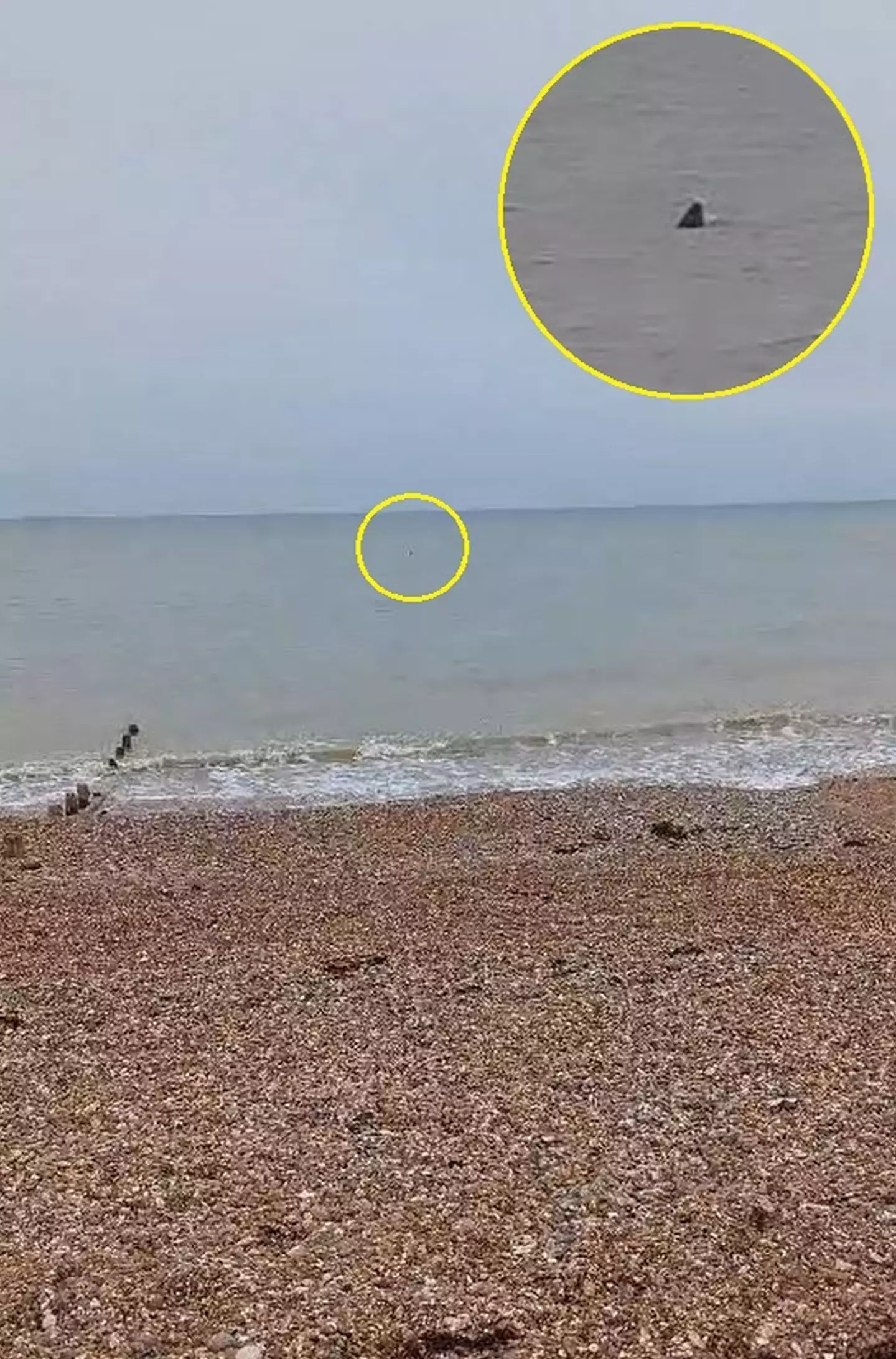 A similar sighting in the area occurred in 2022. (Kennedy News and Media)