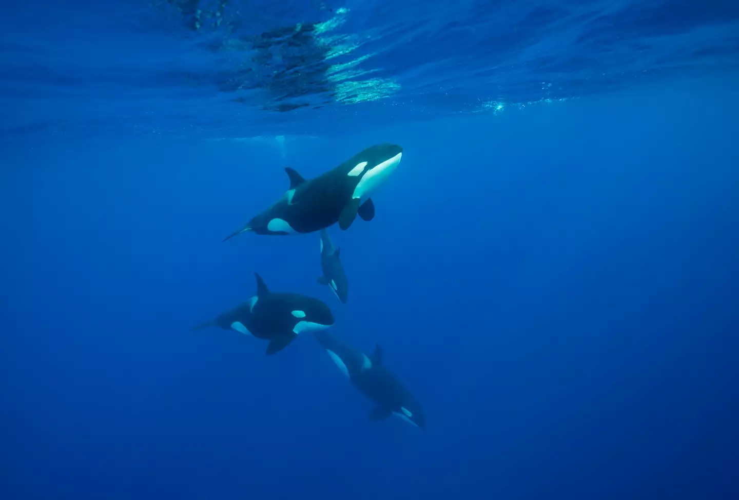 Orcas often travel in pods to hunt (Getty Stock Image)