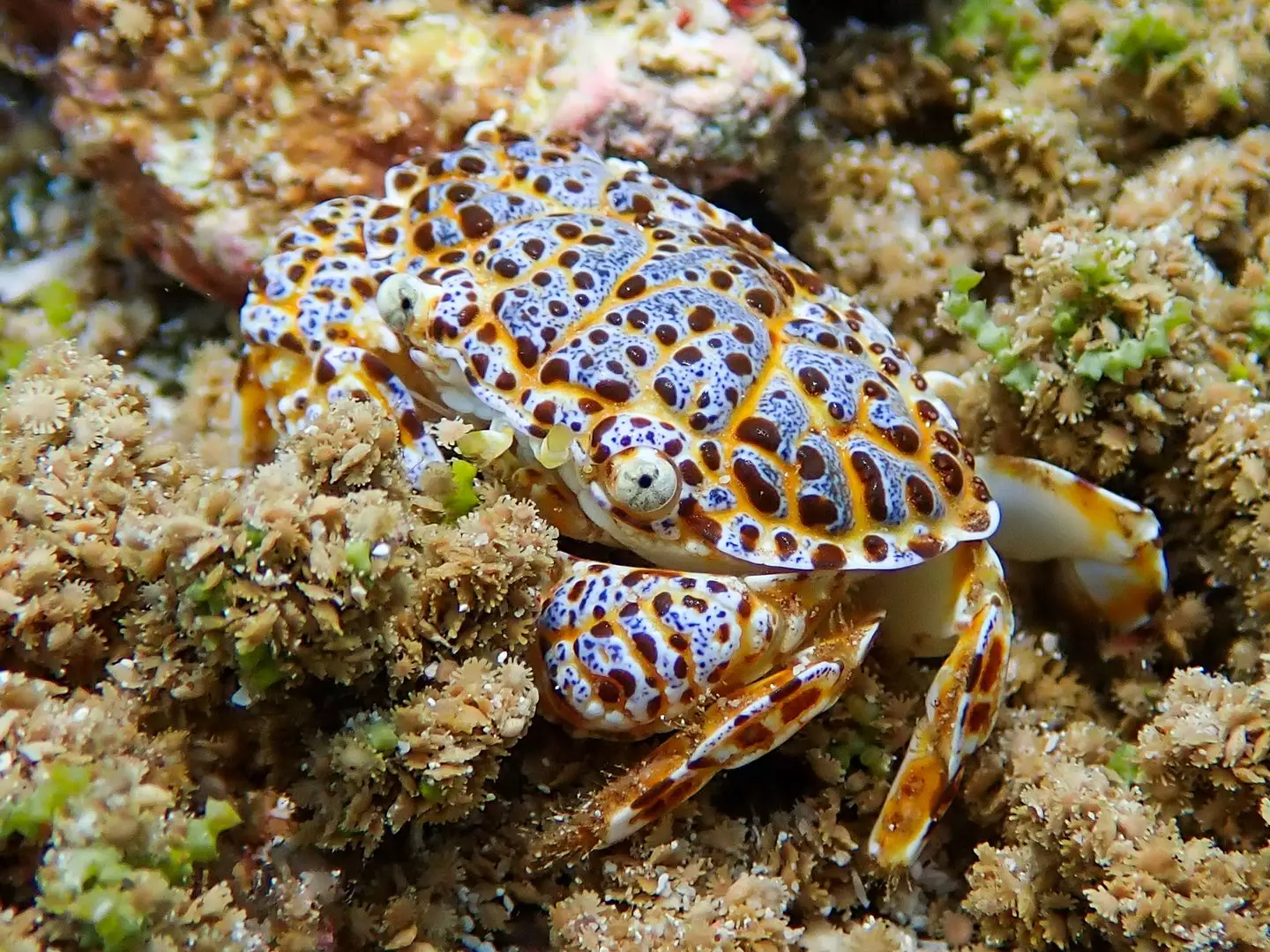 The toxic reef crab, also known as zosimus aeneus (Getty Stock Images)