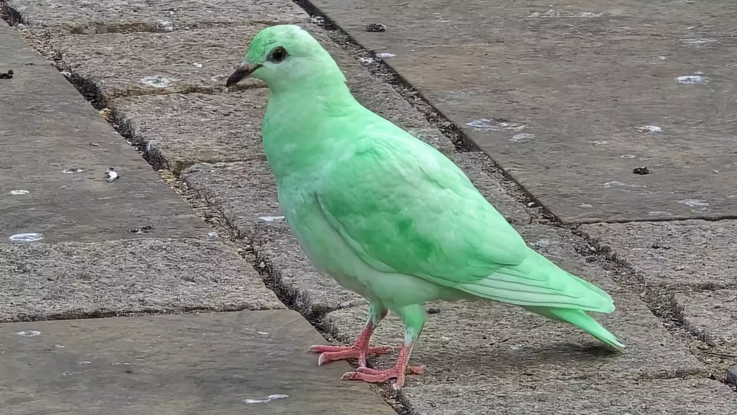Mysterious bright green pigeon spotted in UK town has experts 'sounding the alarm'