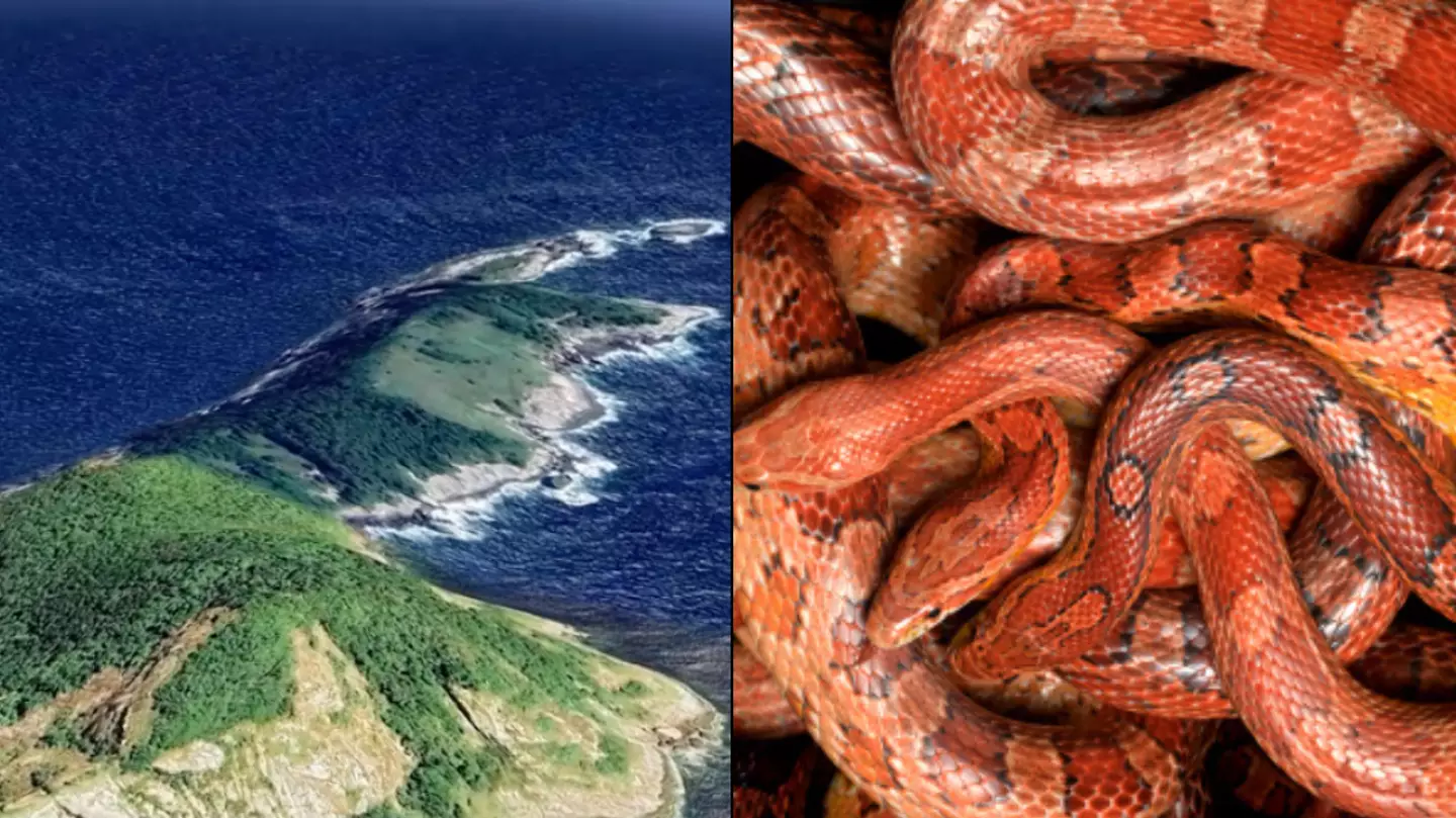Snake Island is home to 4,000 of world’s deadliest snakes and no human is allowed to visit
