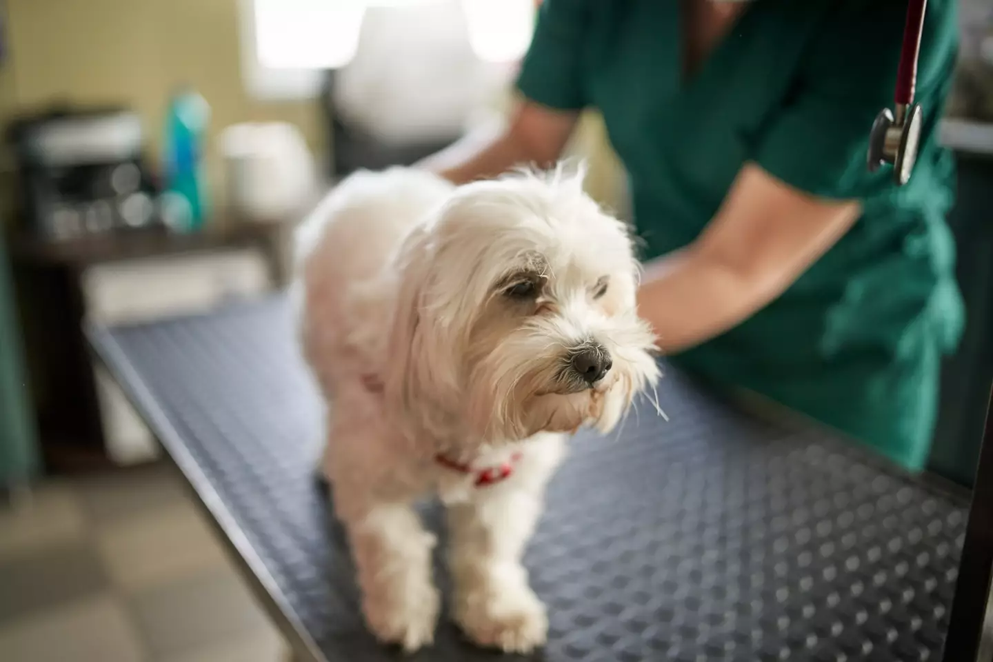 Vets have encouraged owners to stick by their pooches side until the end.