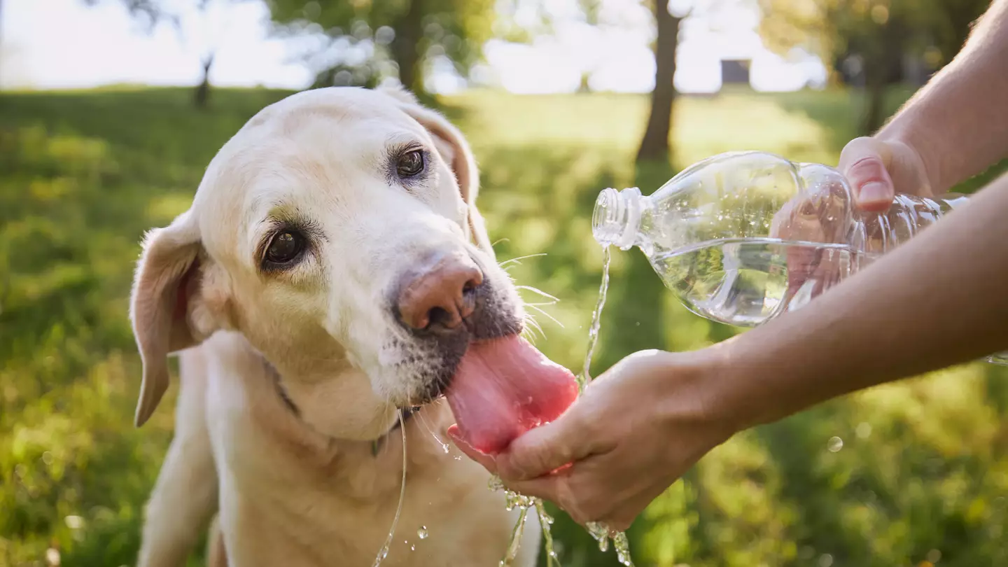 Important warning issued over temperatures you shouldn't walk your dog as heatwave scorches UK