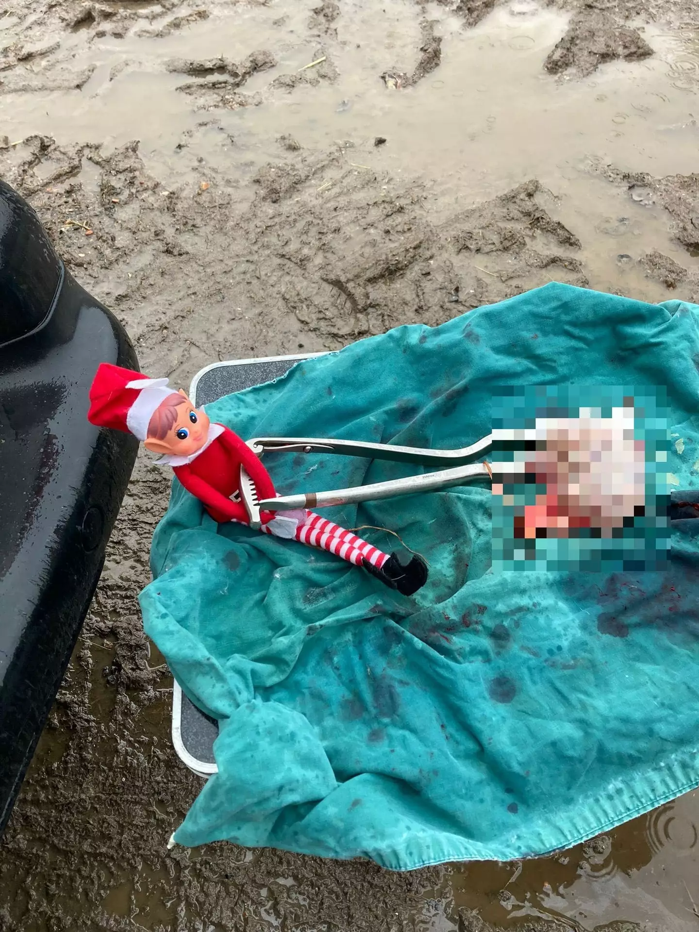 Lingfield Equine Vets' naughty Elf got involved with a horse castration.