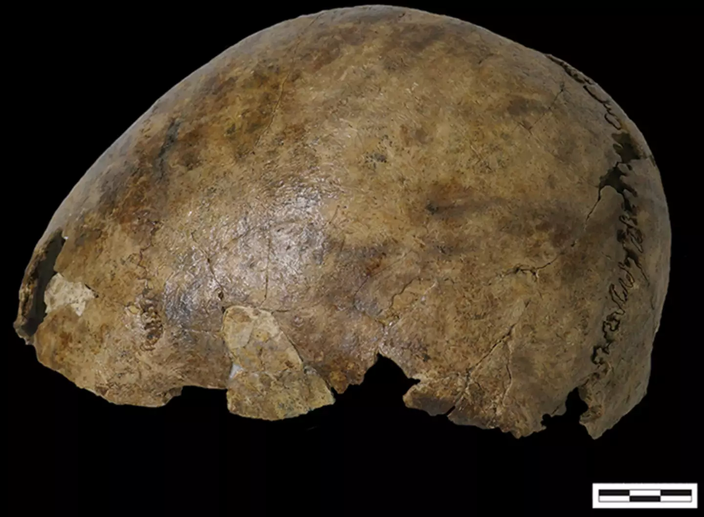 The skull found at the site, which dates back to the Roman era (Barbara Veselka et al, Antiquity)