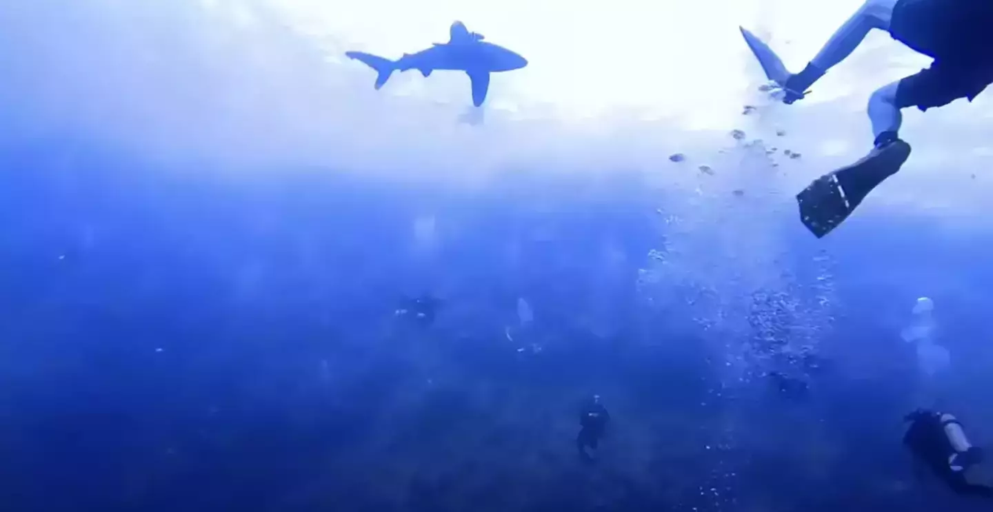 senior trip shark attack