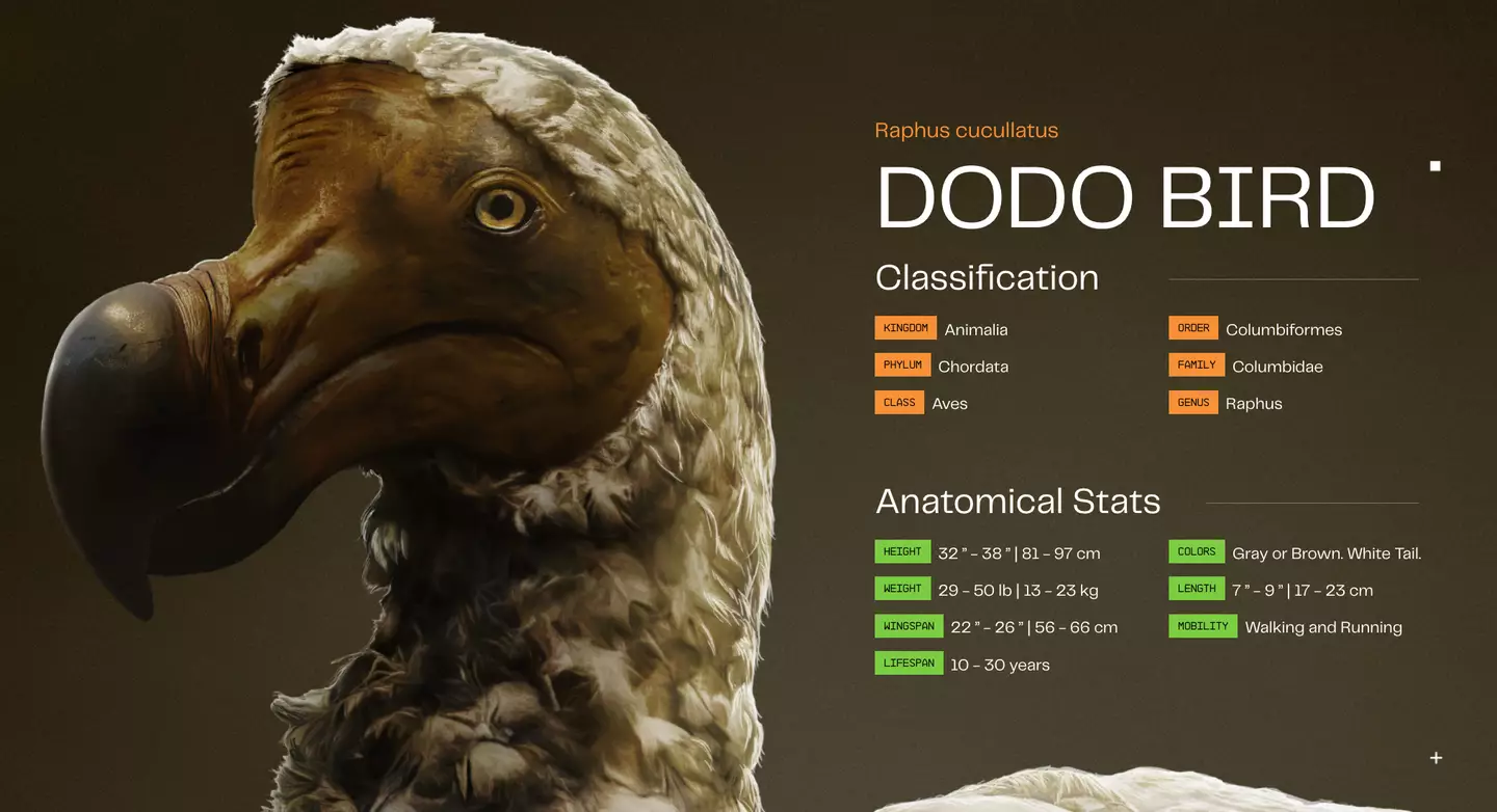 A team of experts are hoping to revive the dodo.