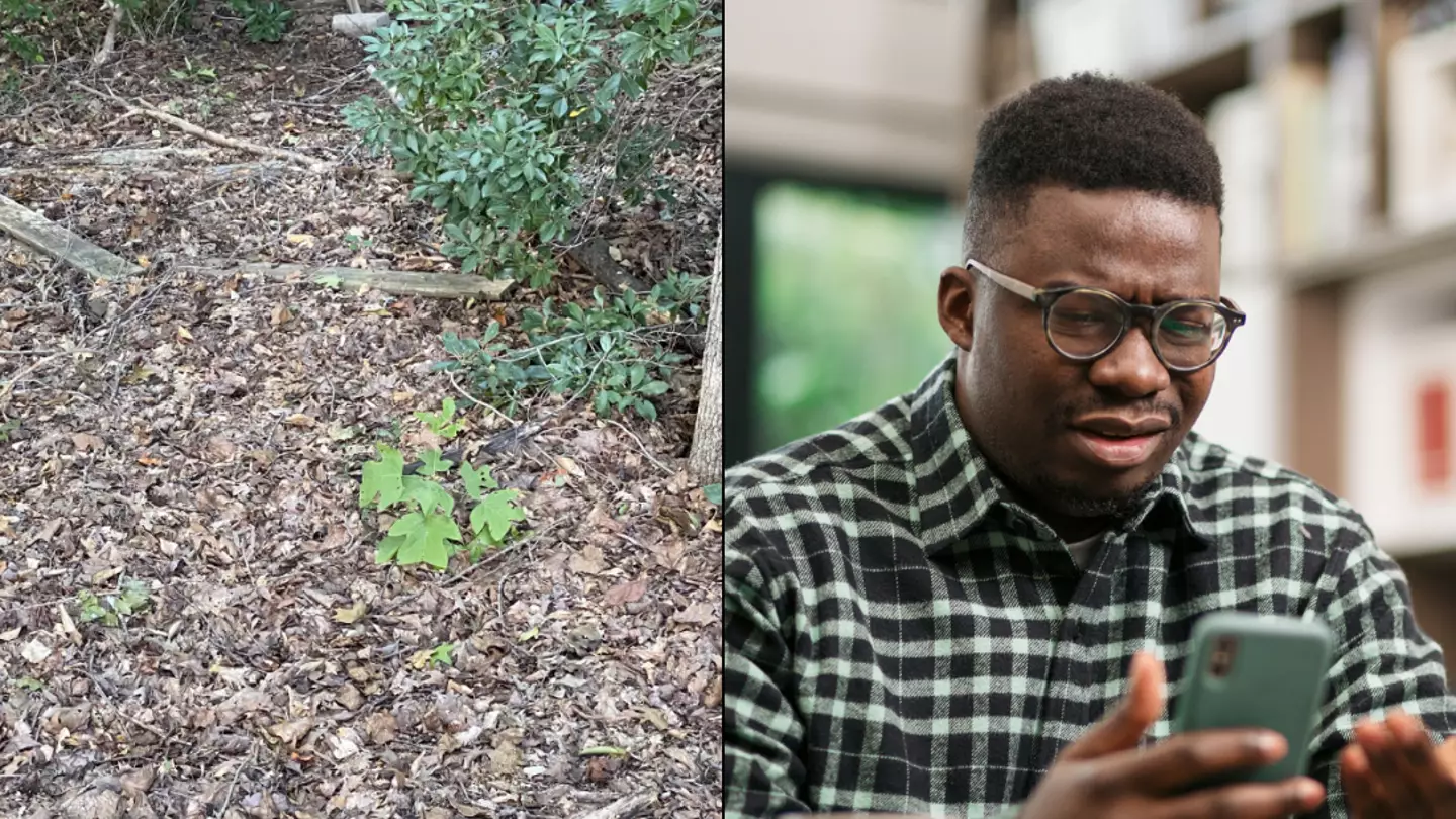 People told they have 'vision of a sniper' if than can spot snake hidden in forest
