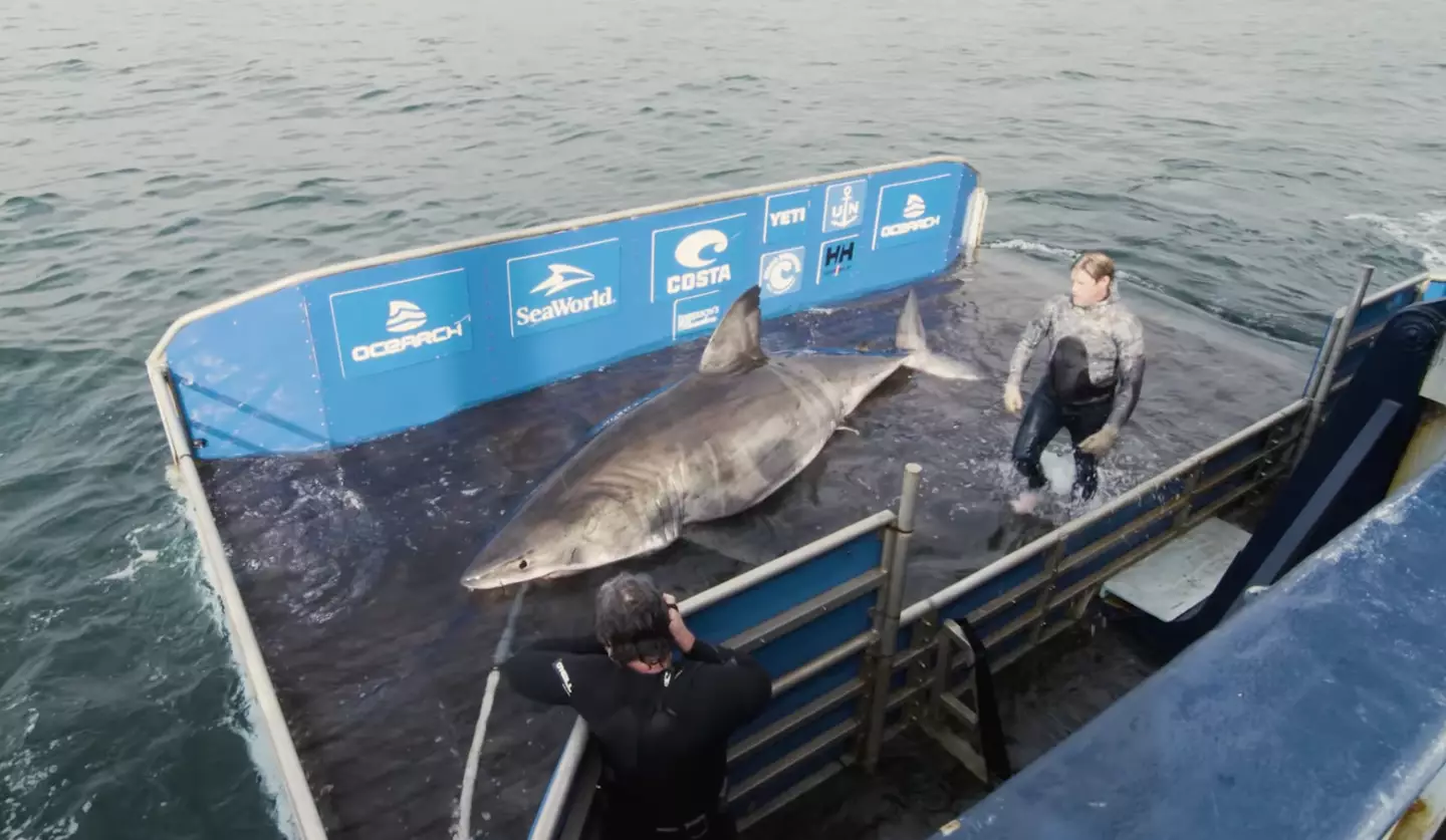 Researchers tagged her in 2020 (OCEARCH/YouTube)