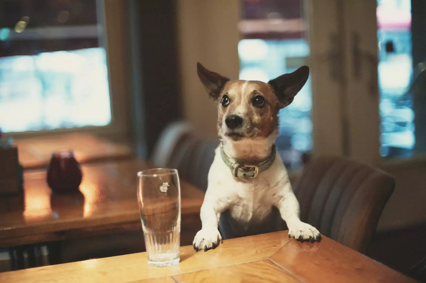 No dogs allowed (Getty Stock Images)