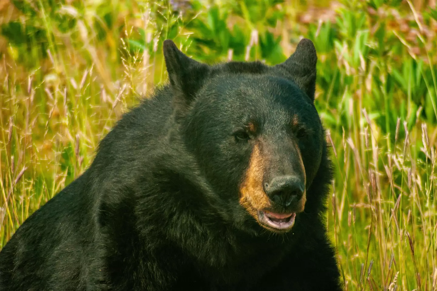 The Canadian black bear's skin is used to make the hats.