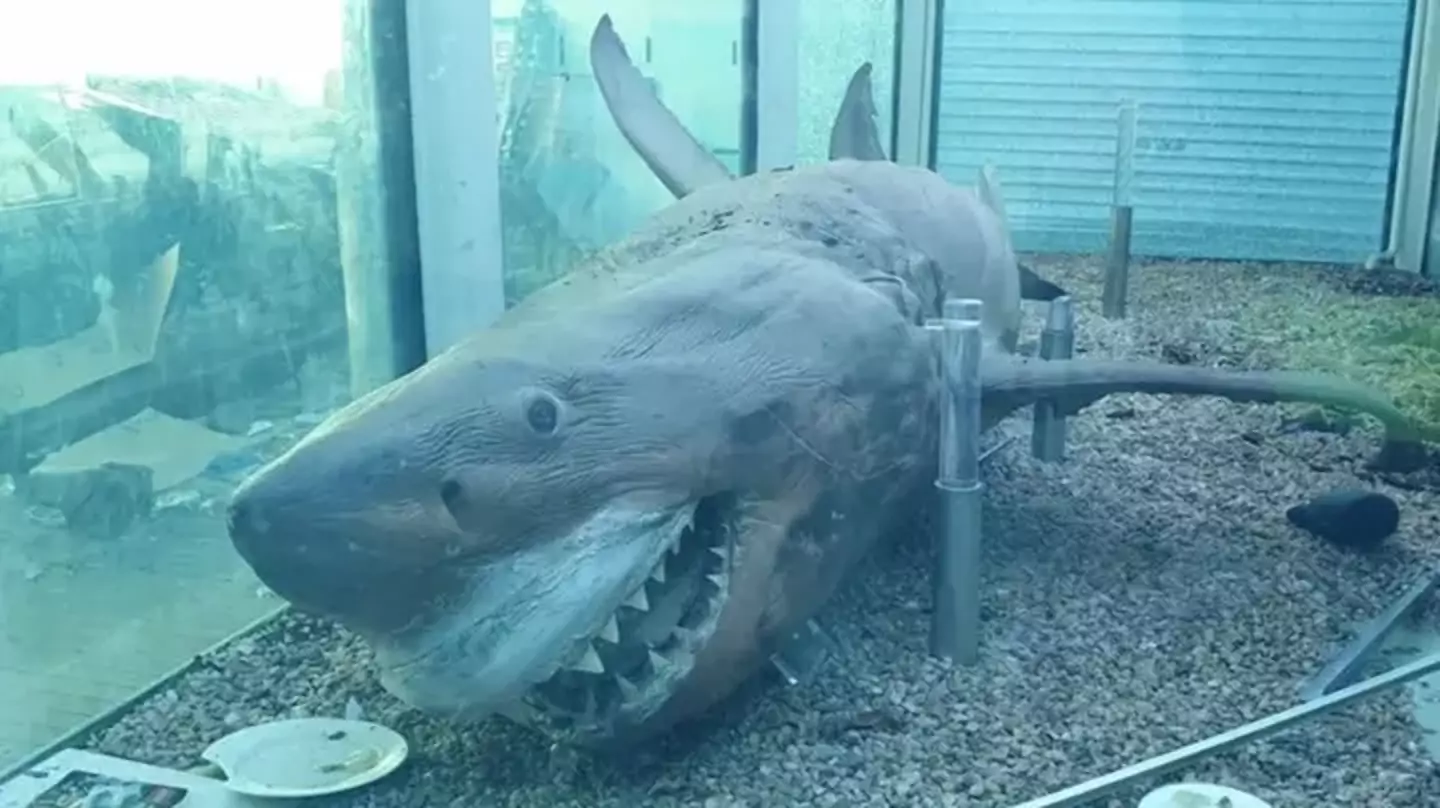The great white shark was finally rescued in 2019.