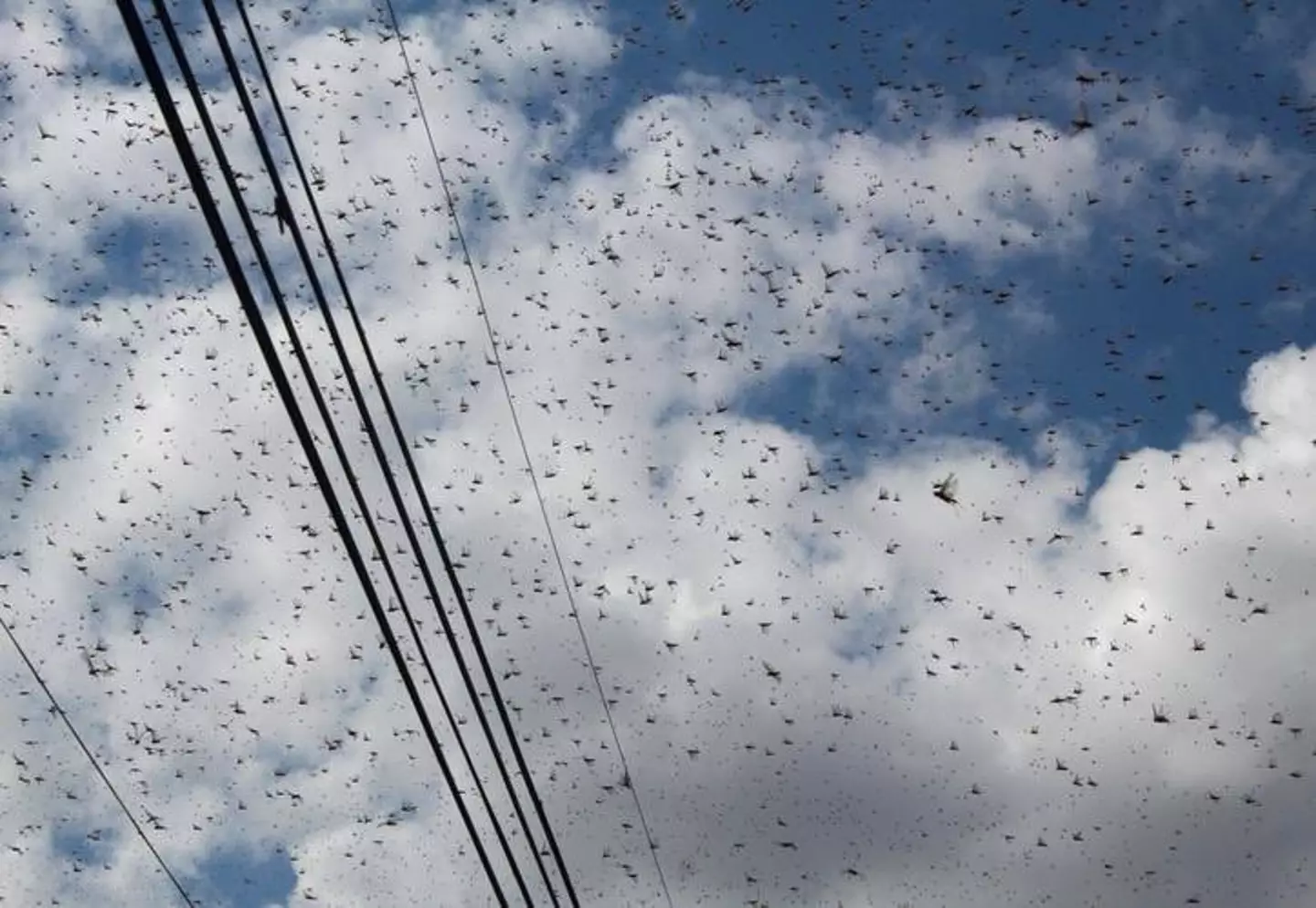 The insects have taken over the skies in Mexico.