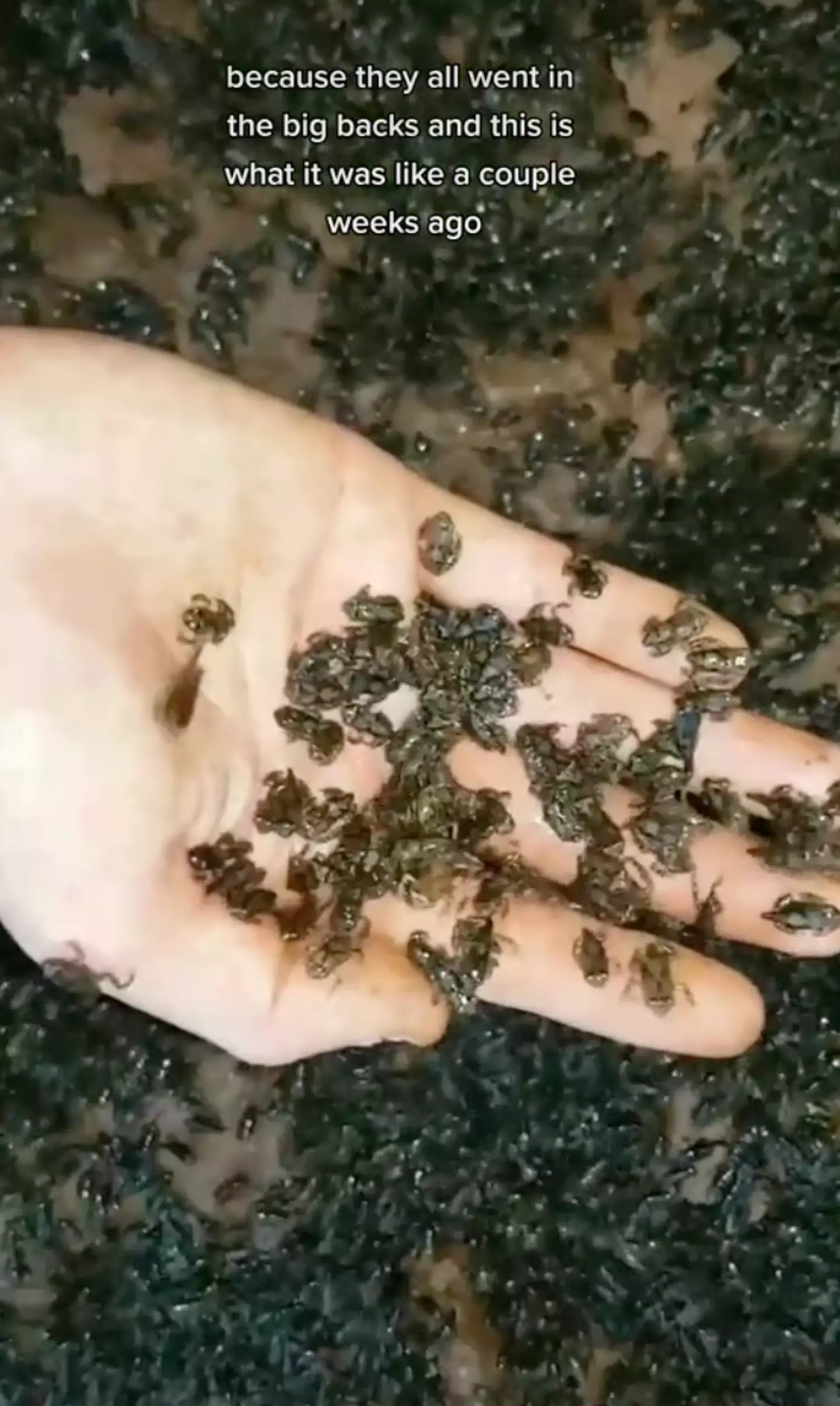 A TikToker went viral after claiming to have built a 'frog army'.