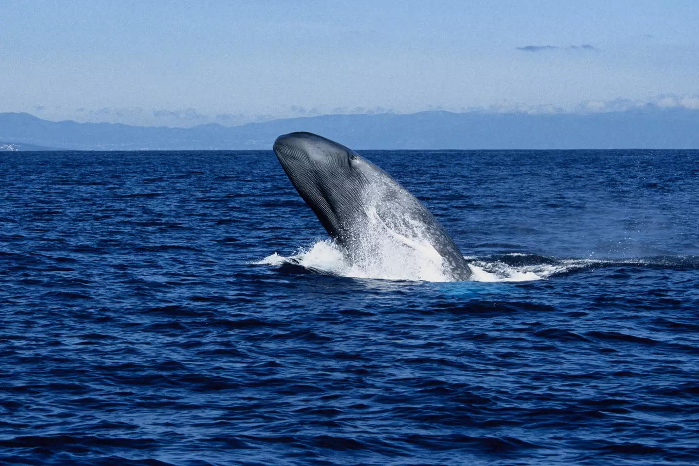 Blue whales are spending too much time hunting food to sing (Getty Stock Image)