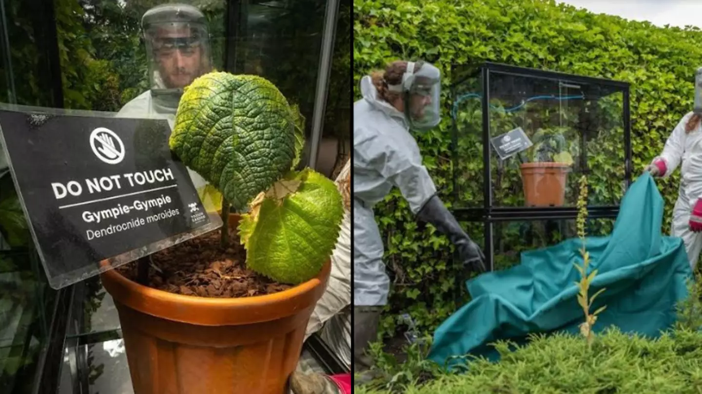 World’s most dangerous plant that 'can cause suicidal thoughts' is now in the UK