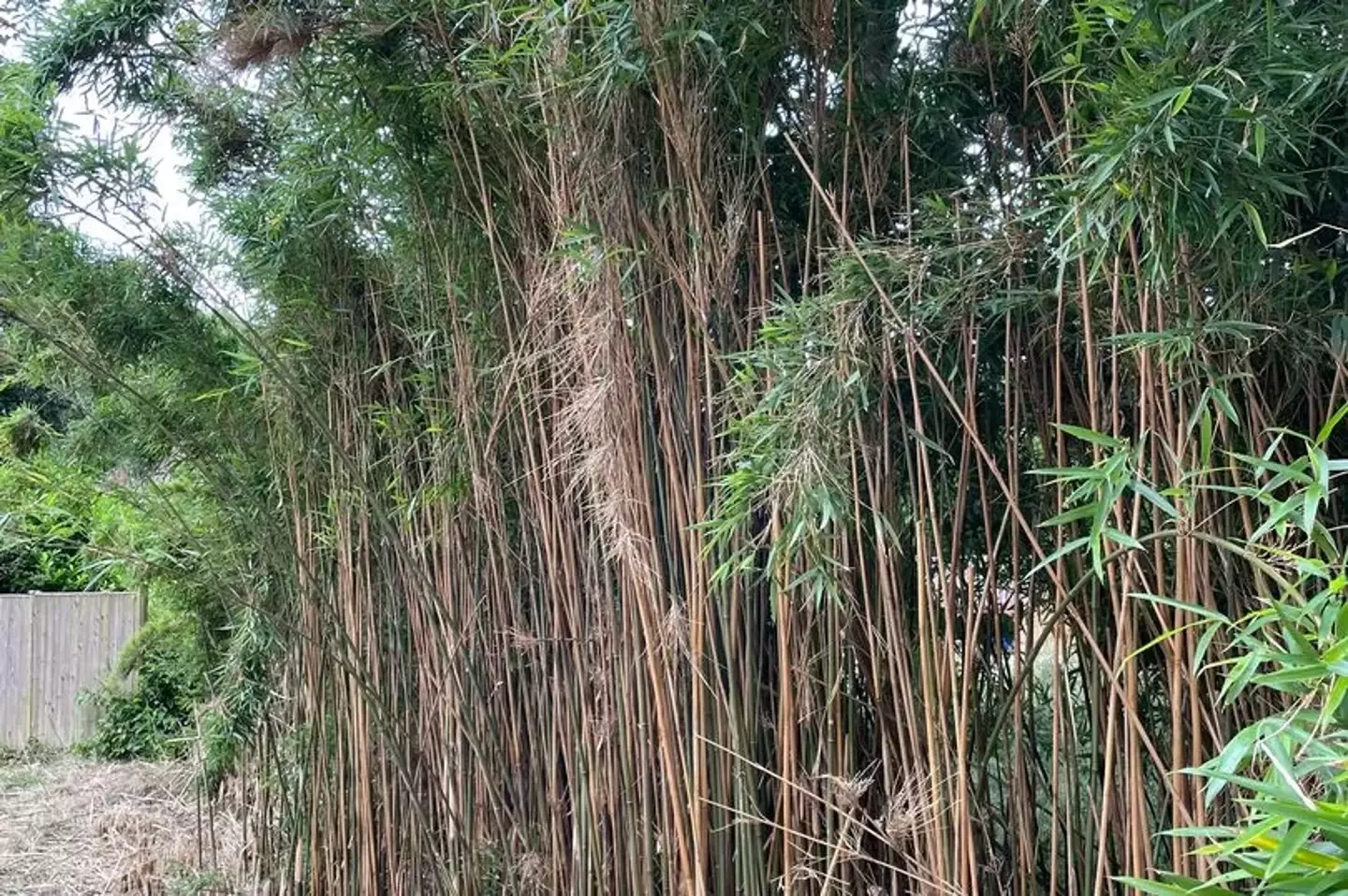 Bamboo can be a serious problem from homeowners.