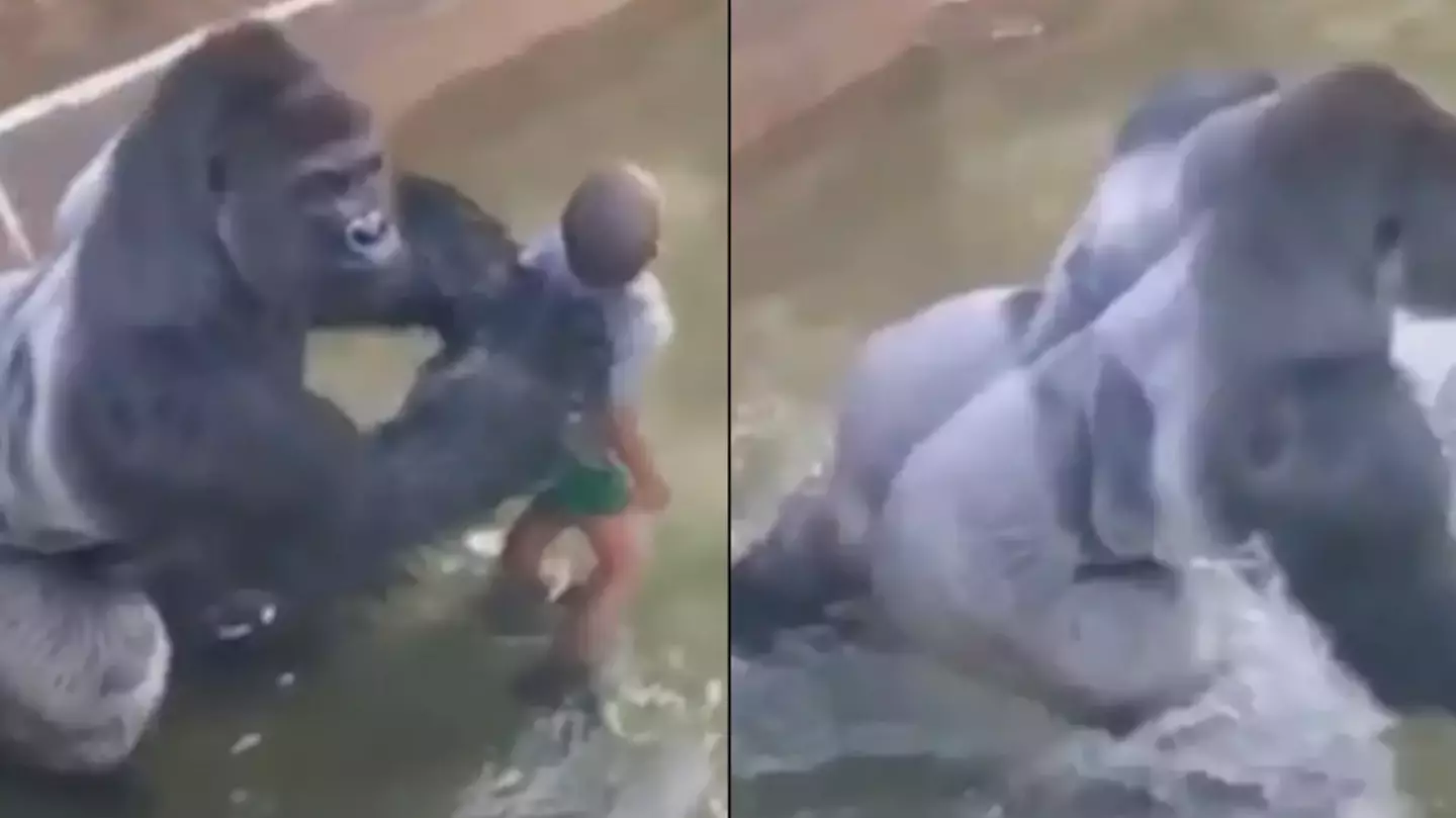 Director of Harambe documentary says zoo made critical mistake which could have prevented gorilla from being killed