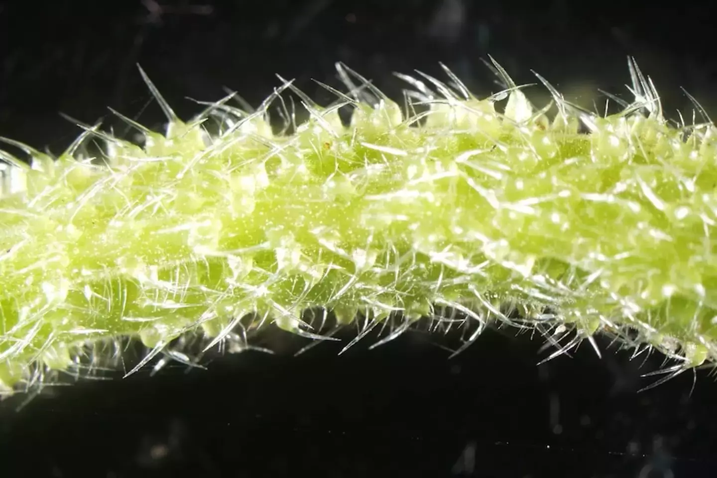 The terrifying plant is covered in tiny venomous hairs.