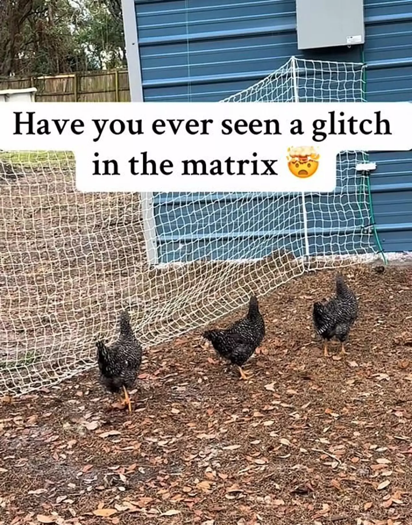 A bizarre video of chickens suddenly freezing has got people calling it a 'chick in the matrix'.