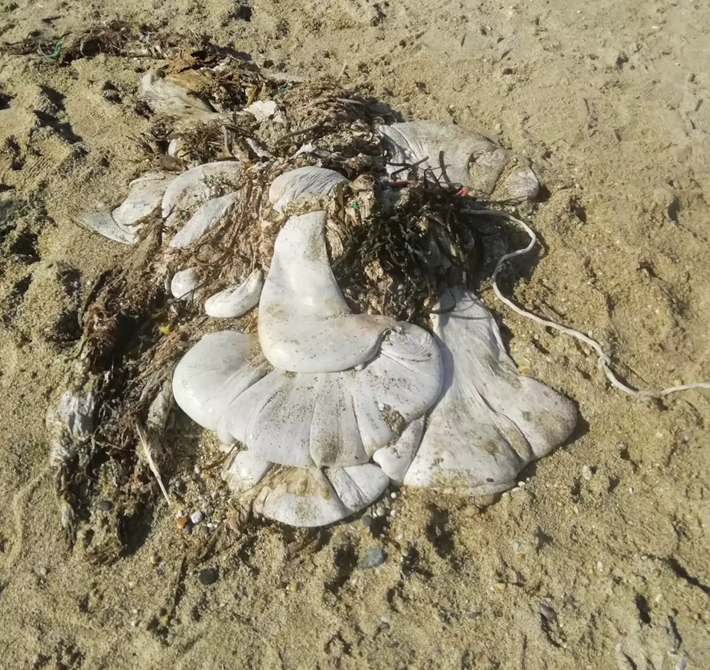 Helen said it had no obvious markings and didn't stink.