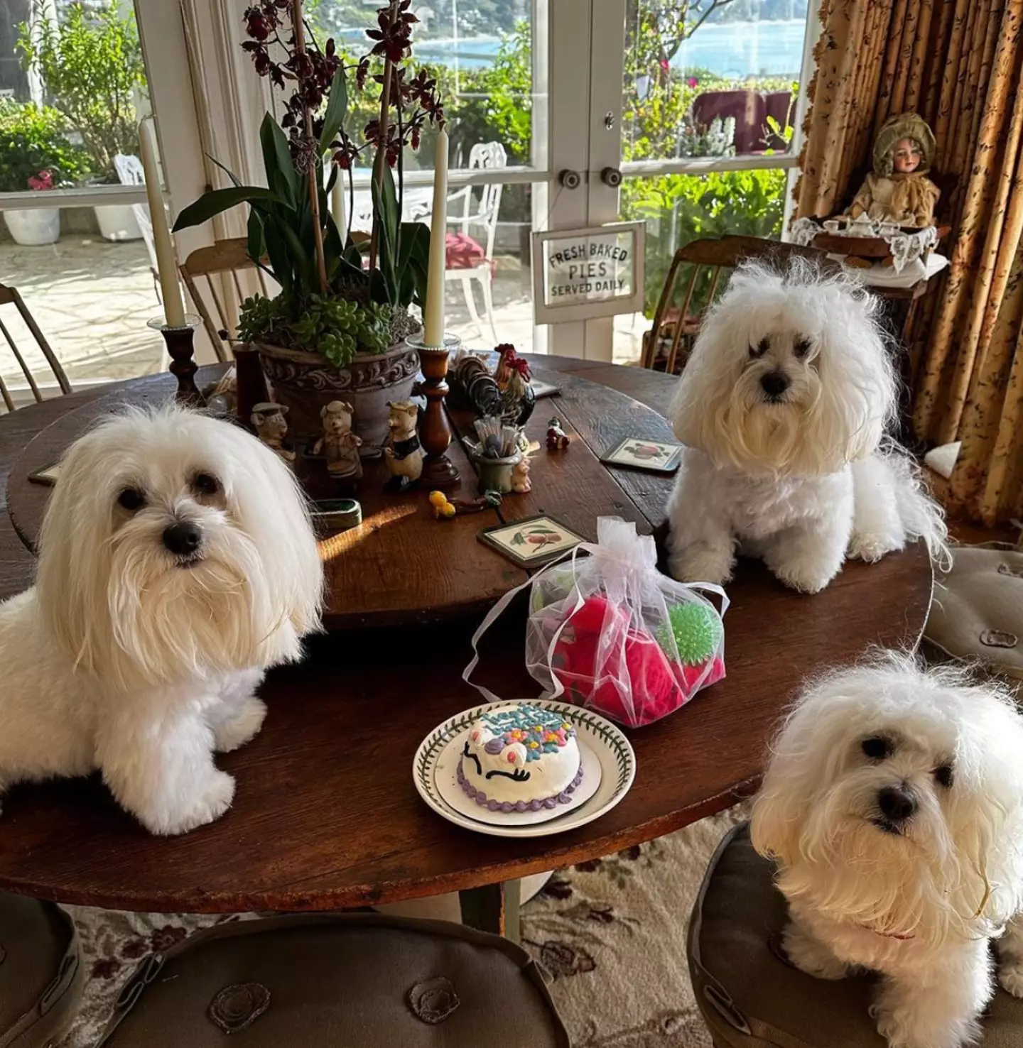 The pampered pooches have a lavish lifestyle.