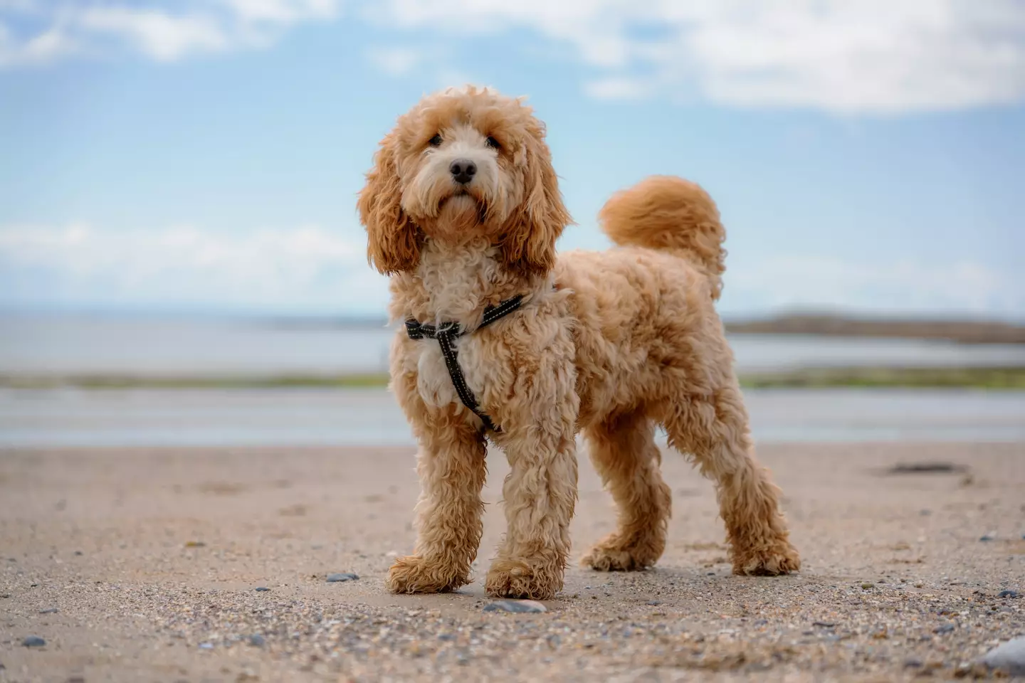 Poodle crosses are very popular dogs. (Getty Stock Photo)