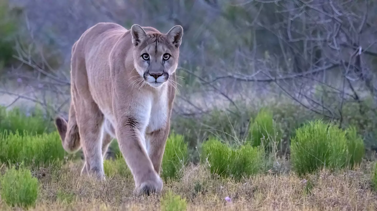Kristen Marie Kovatch was killed by a pack of mountain lions in early January (Getty Stock Image)
