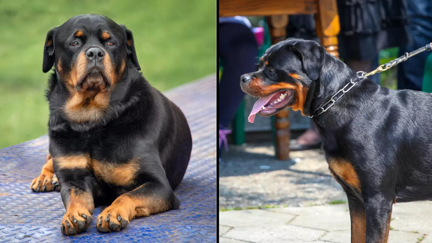 Dog expert slams calls to ban Rottweilers from Australia over fears they are ‘dangerous’
