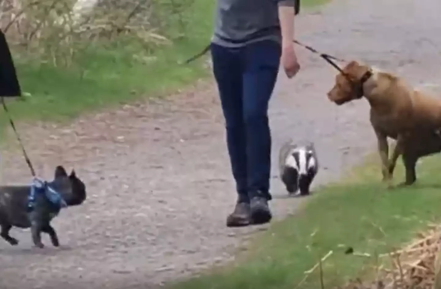 The RSPCA has confirmed the badger's behaviour wasn't normal.