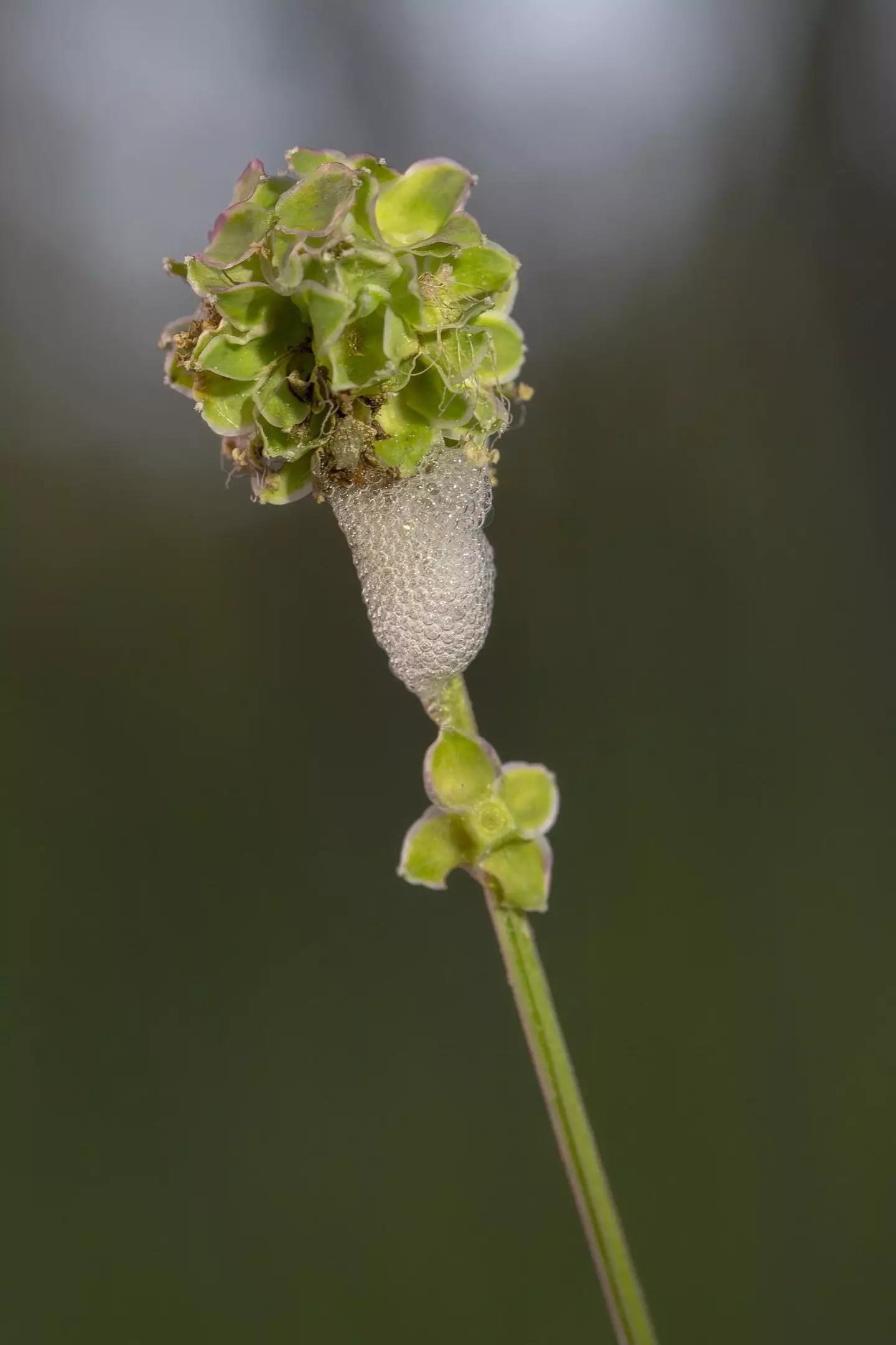 Experts are warning of a potentially deadly foam found in UK gardens.